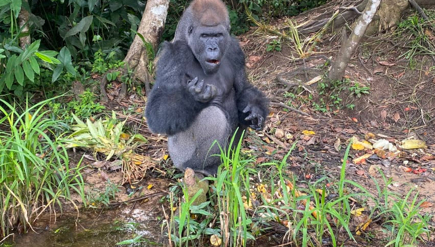 Tchimpounga Sanctuary